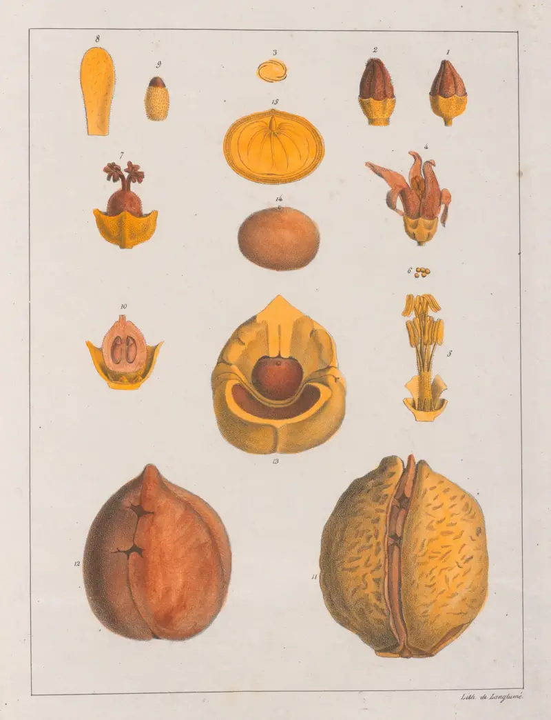 Anda Gomesii av Auguste de Saint-Hilaire