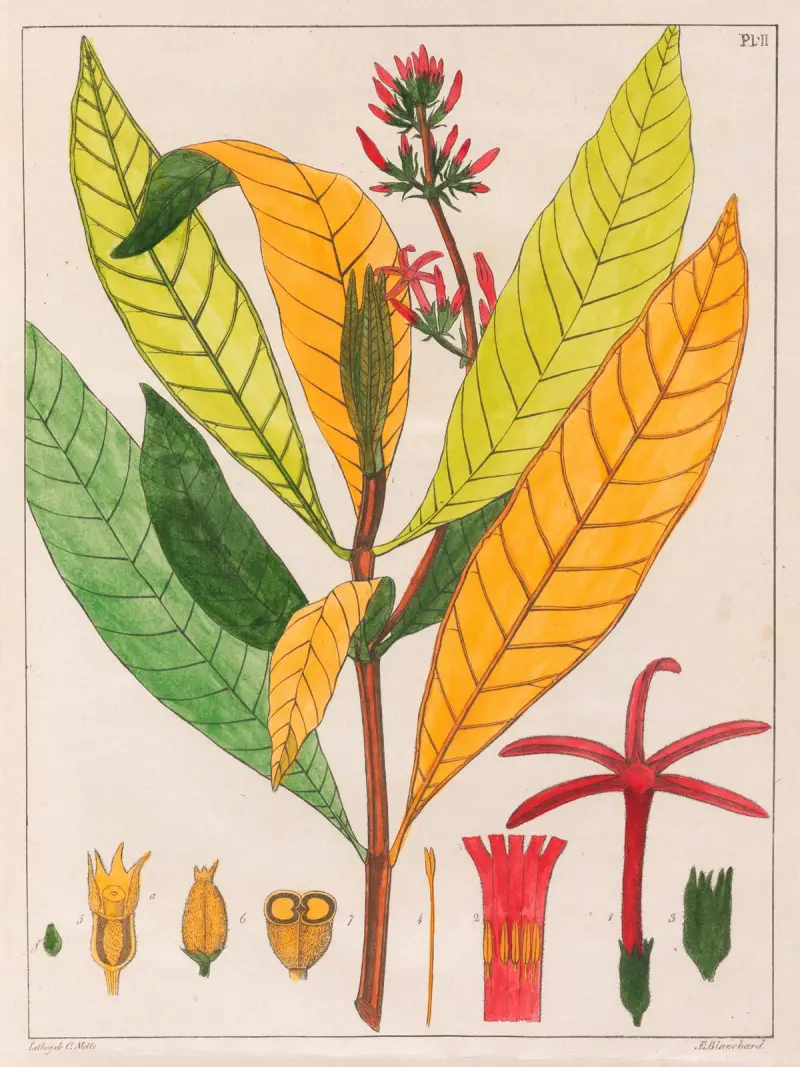 Cinchona Ferruginea, Auguste de Saint-Hilaire