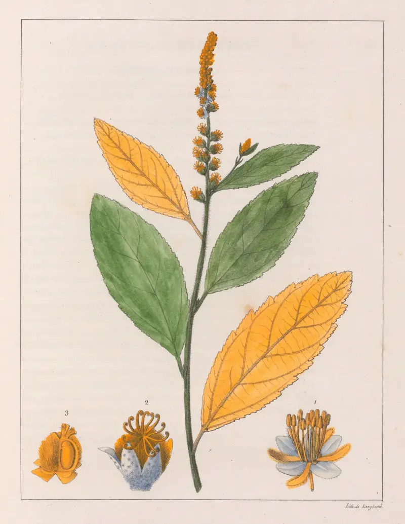 Croton Perdicipes von Auguste de Saint-Hilaire