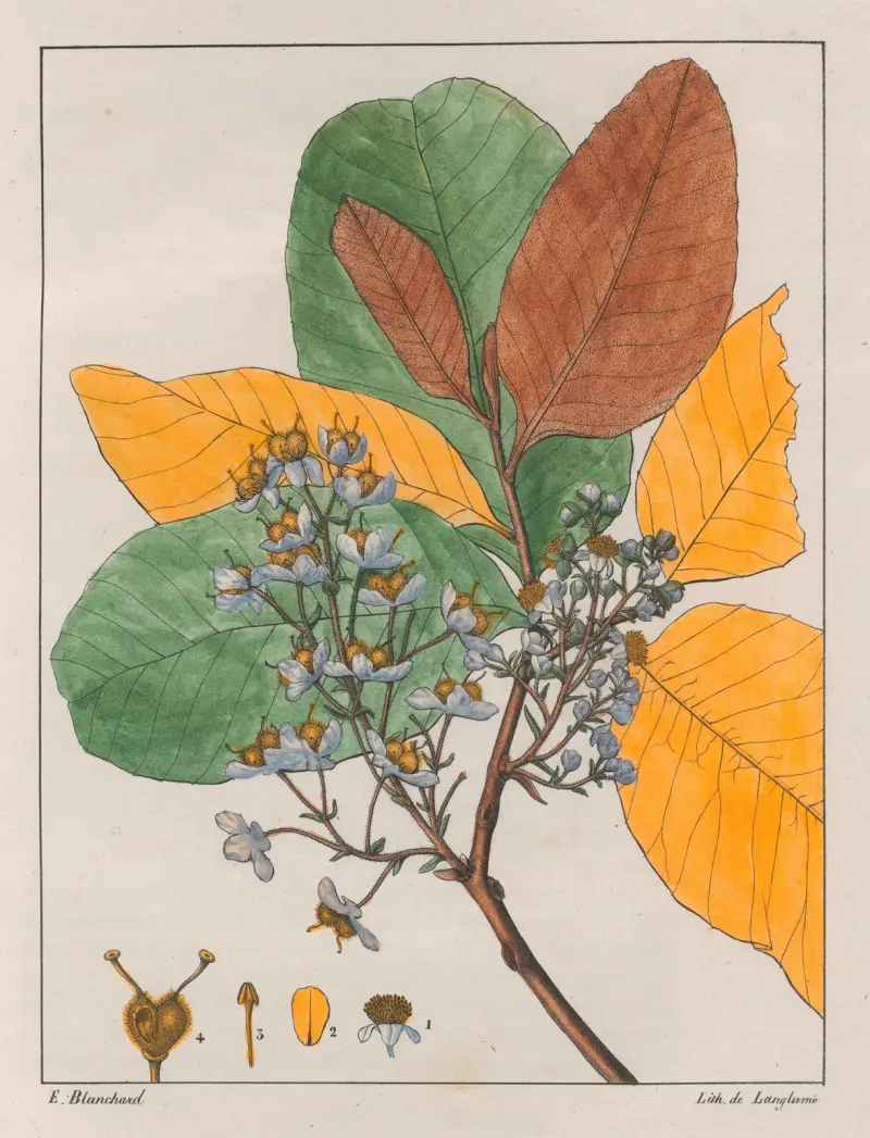 Curatella Çambaïba, Auguste de Saint-Hilaire