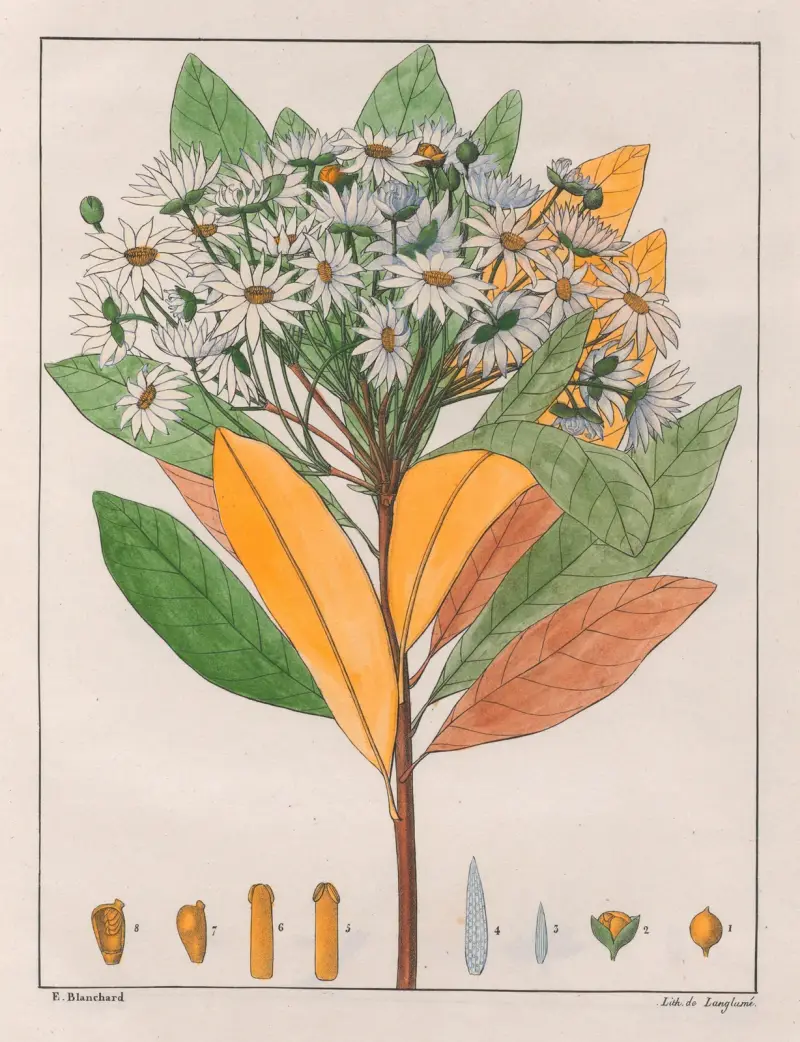 Drymys Granatensis (V. Sylvatica), 1824 – Nr. 3 von Auguste de Saint-Hilaire