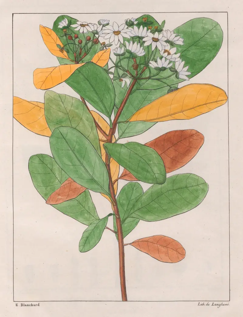 Drymys Granatensis (V. Campestris), 1824 – nr 1, Auguste de Saint-Hilaire