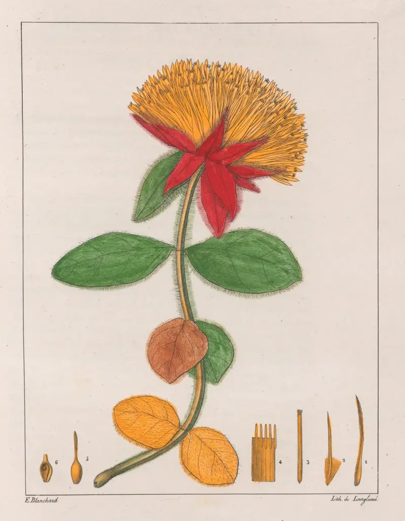 Gomphrena Officinalis, Auguste de Saint-Hilaire