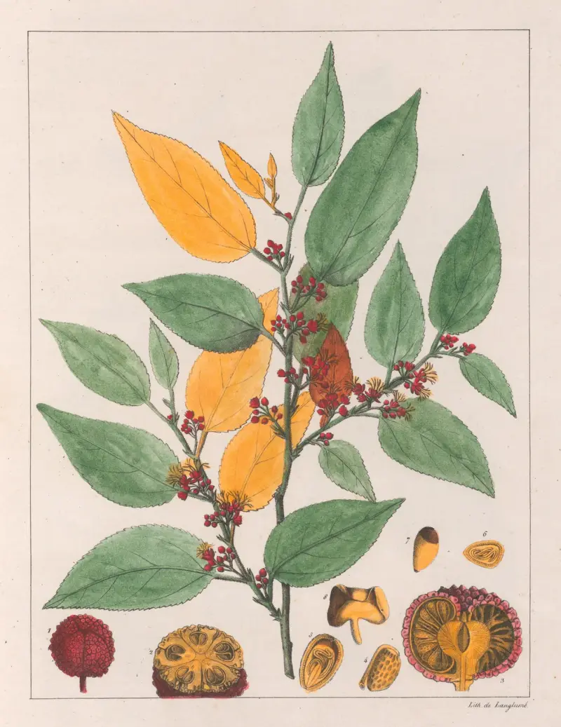 Guazuma Ulmifolia, Auguste de Saint-Hilaire