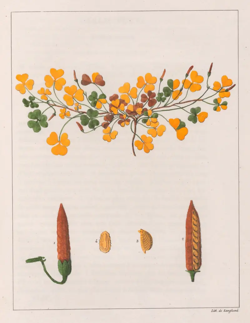 Oxalis Repens av Auguste de Saint-Hilaire