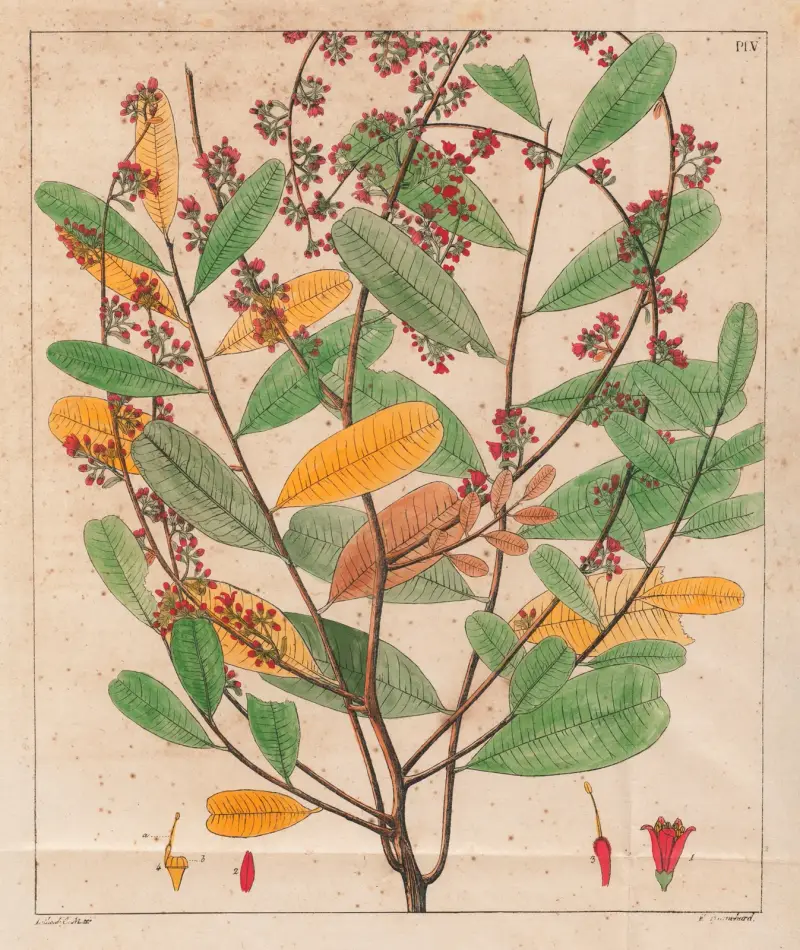 Simaruba Versicolor, Auguste de Saint-Hilaire
