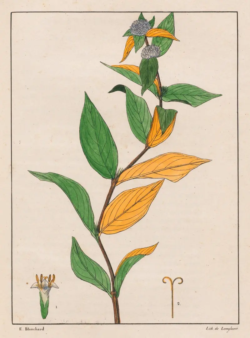 Spermacoce Poaya av Auguste de Saint-Hilaire