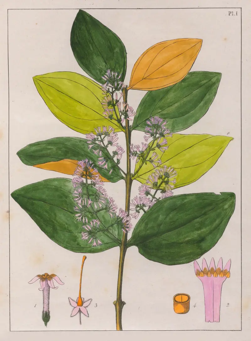 Strychnos Pseudoquina, Auguste de Saint-Hilaire