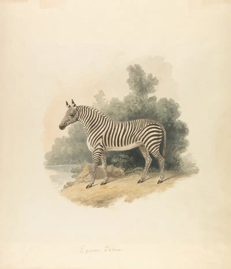 Ein Zebra von Samuel Howitt