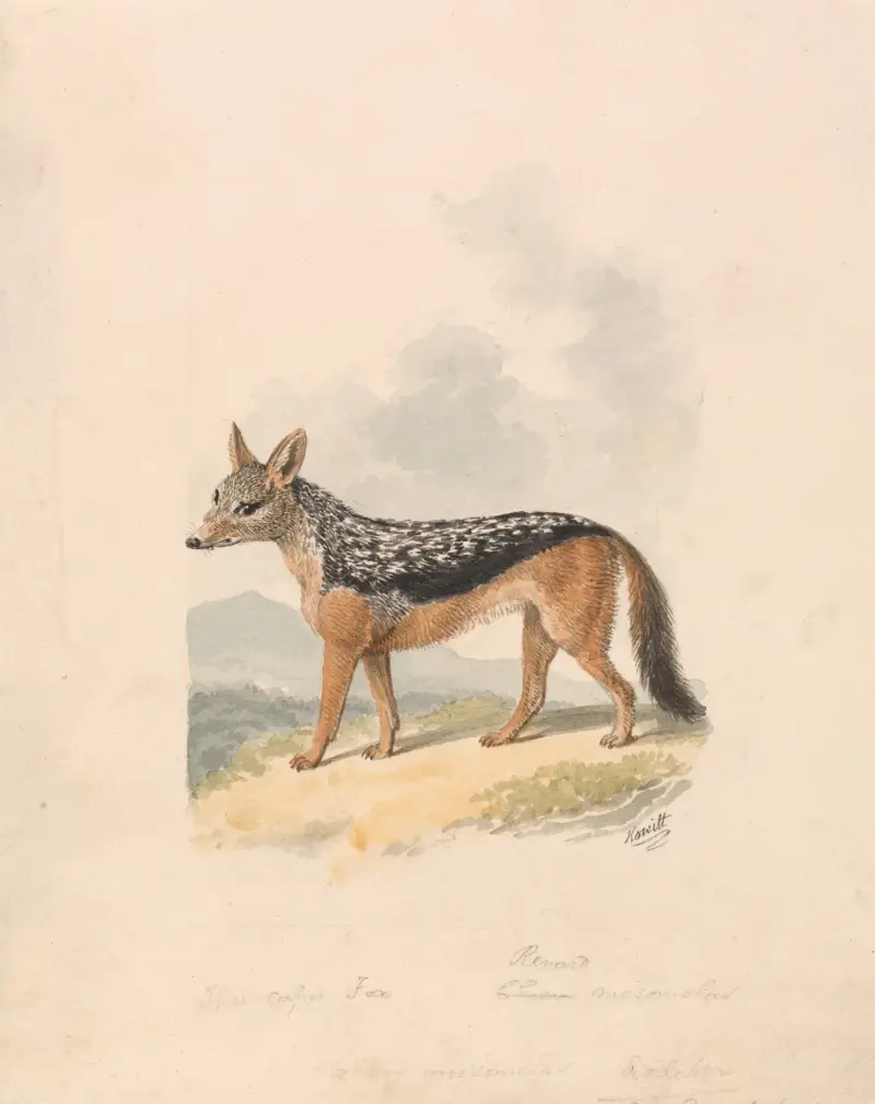 Black-backed Jackal av Samuel Howitt