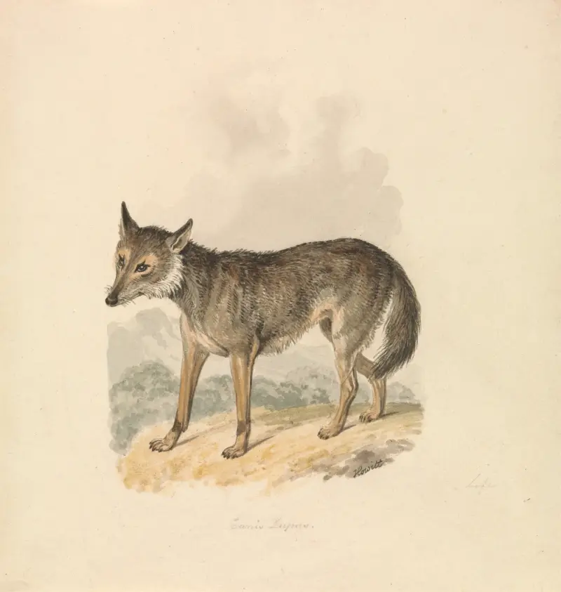 Canis Lupus, oder Grauer Wolf von Samuel Howitt