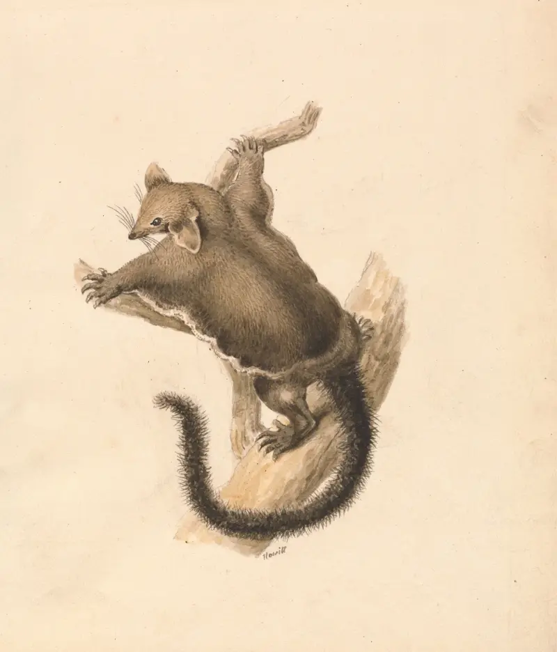 Flying Squirrel av Samuel Howitt