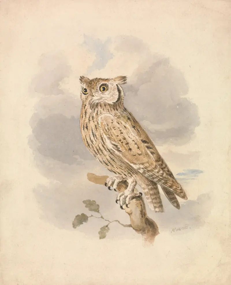 Scops Owl av Samuel Howitt