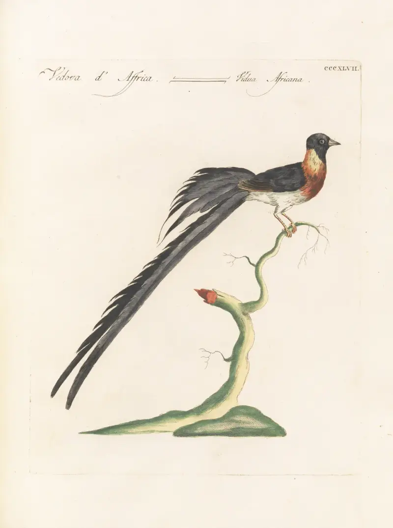 Ornithologia methodice digesta Pl.329 av Saverio Manetti