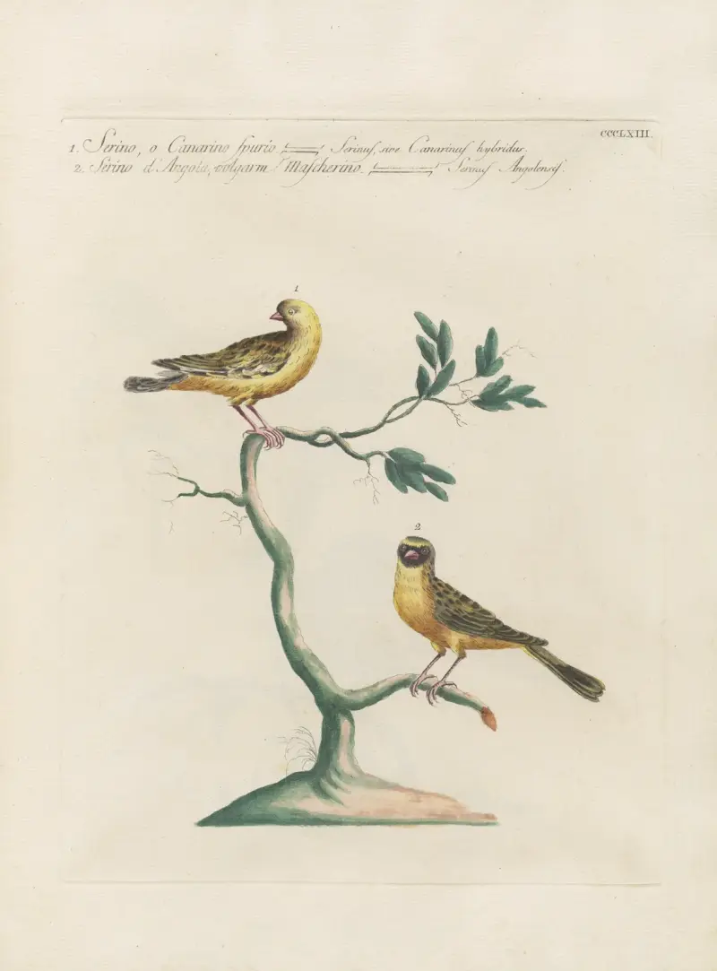Ornithologia methodice digesta Pl.345 av Saverio Manetti