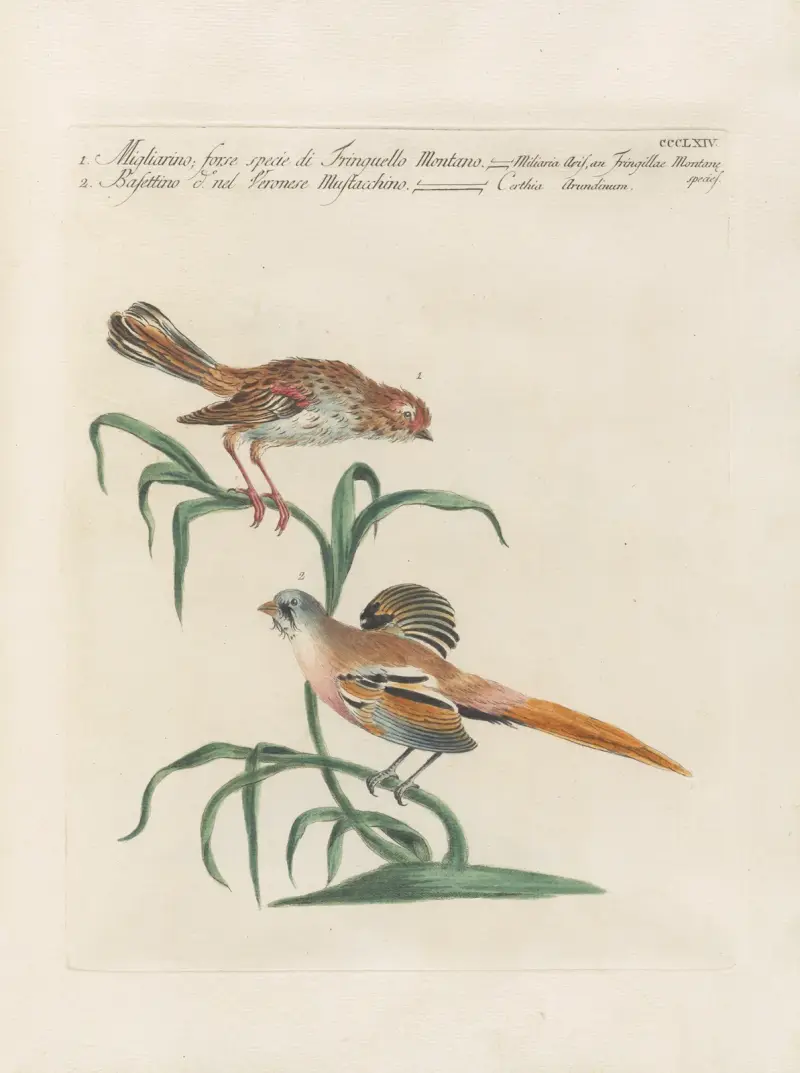 Ornithologia methodice digesta Pl.346 av Saverio Manetti