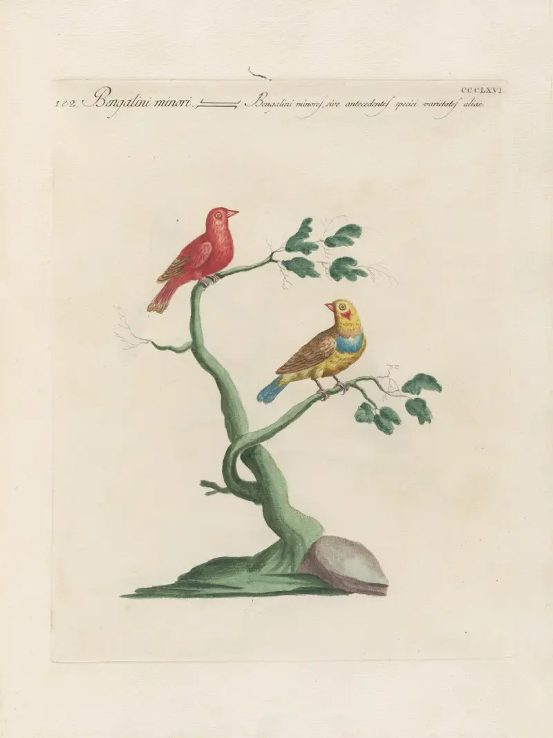 Ornithologia methodice digesta, Tafel 348 von Saverio Manetti