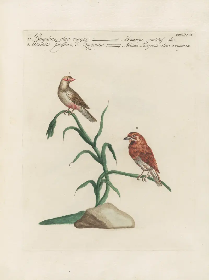 Ornithologia methodice digesta Pl.349 av Saverio Manetti