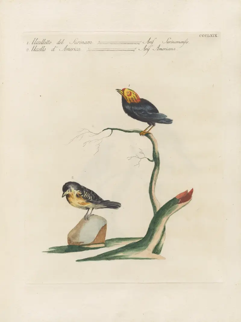 Ornithologia methodice digesta Pl.351 av Saverio Manetti