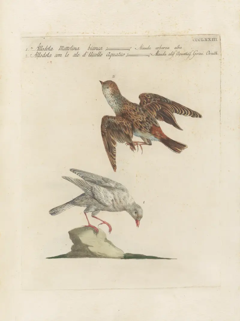 Ornithologia methodice digesta Pl.355 av Saverio Manetti