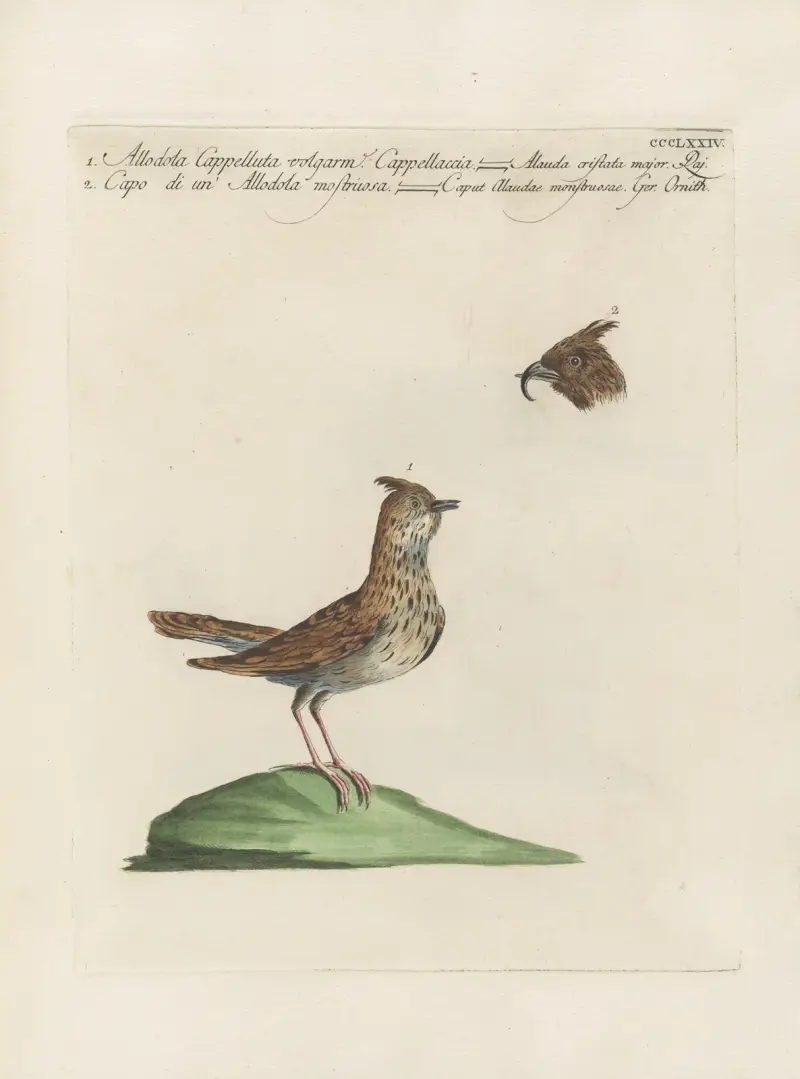 Ornithologia methodice digesta Pl.356 av Saverio Manetti