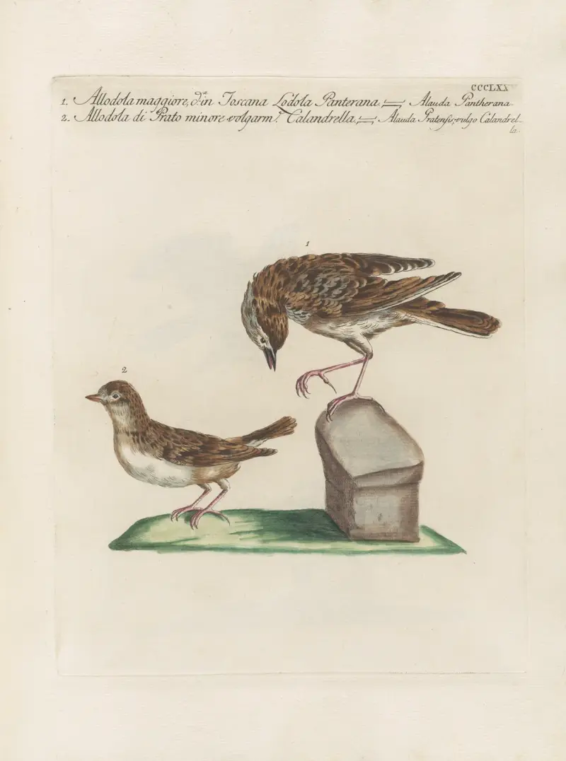 Ornithologia methodice digesta Pl.357 av Saverio Manetti