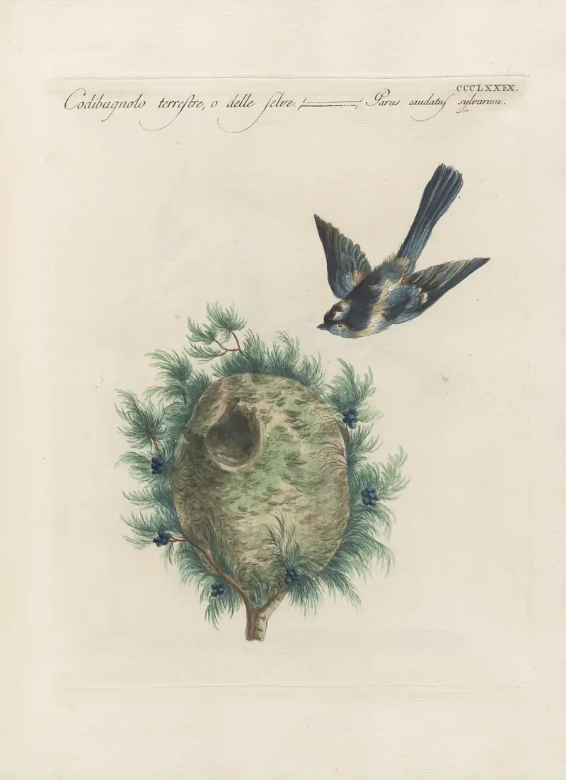 Ornithologia methodice digesta Pl.361 av Saverio Manetti