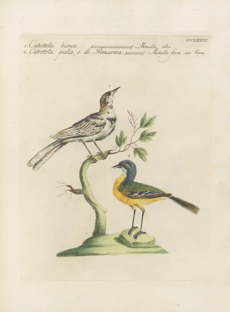 Ornithologia methodice digesta Pl.367, Saverio Manetti