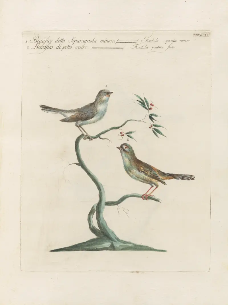 Ornithologia methodice digesta Pl.375 av Saverio Manetti