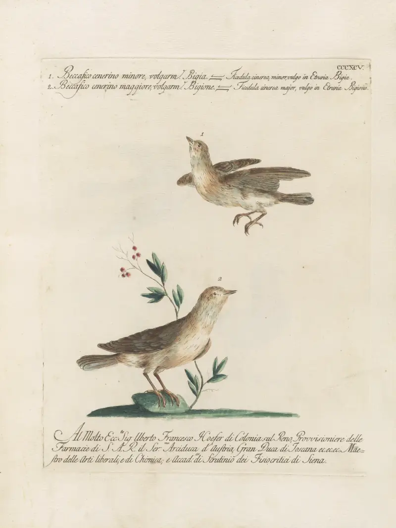 Ornithologia methodice digesta Pl.377 av Saverio Manetti