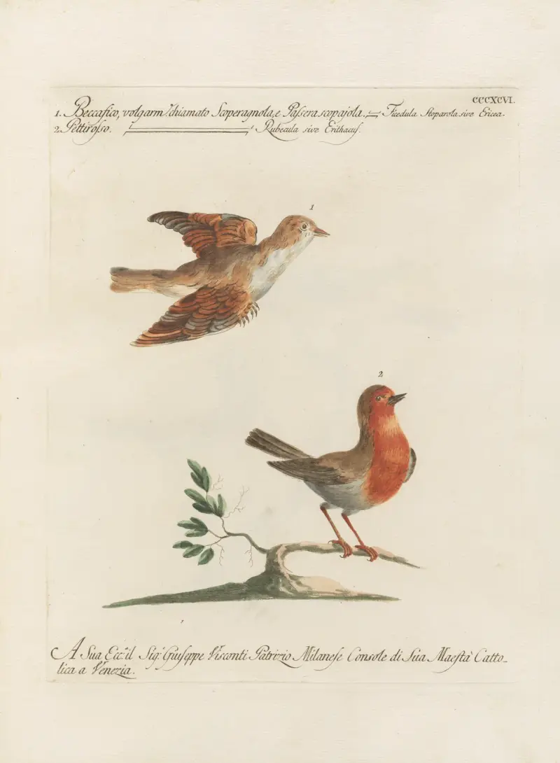 Ornithologia methodice digesta Taf. 378 von Saverio Manetti