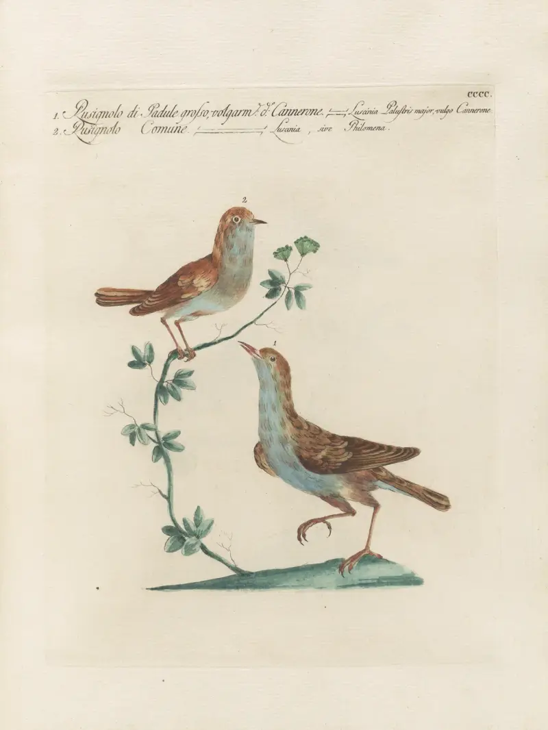 Ornithologia methodice digesta Pl.382 av Saverio Manetti