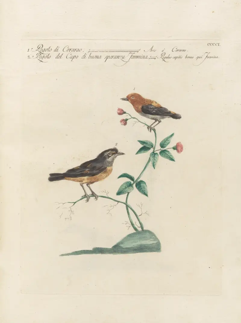 Ornithologia methodice digesta Pl.383 av Saverio Manetti