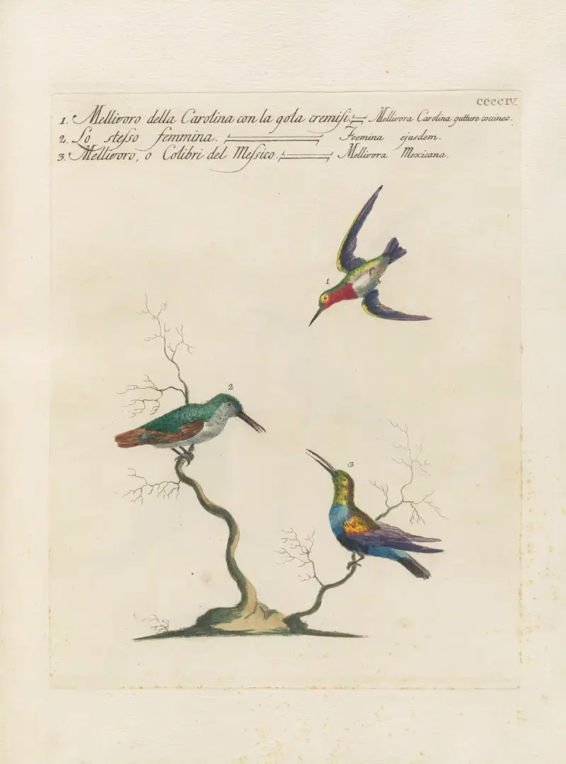 Ornithologia methodice digesta, plansch 386 av Saverio Manetti