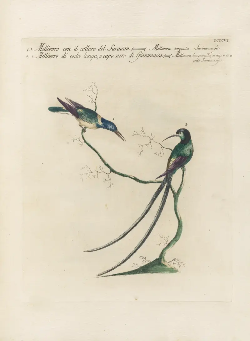 Ornithologia methodice digesta Pl. 388 von Saverio Manetti