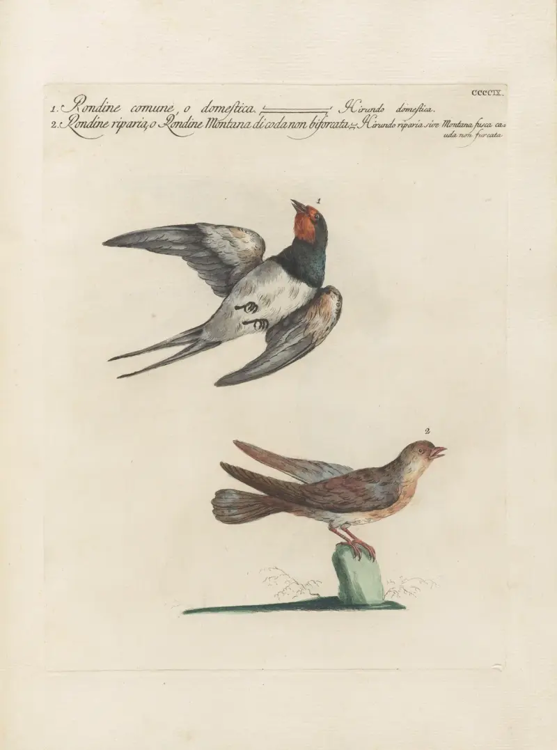 Ornithologia methodice digesta Pl.391 av Saverio Manetti