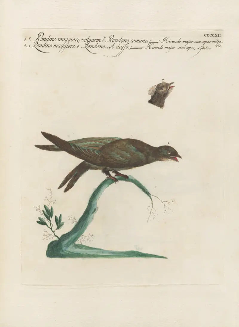Ornithologia methodice digesta Taf. 394 von Saverio Manetti