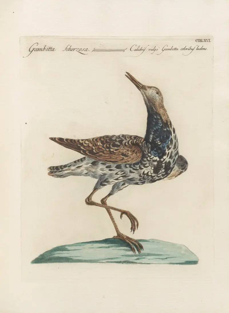 Ornithologia methodice digesta Taf. 448 von Saverio Manetti