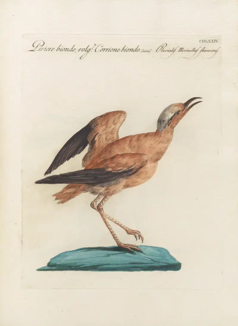 Ornithologia methodice digesta Pl.456 av Saverio Manetti