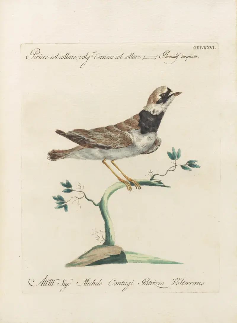 Ornithologia methodice digesta Taf. 458 von Saverio Manetti