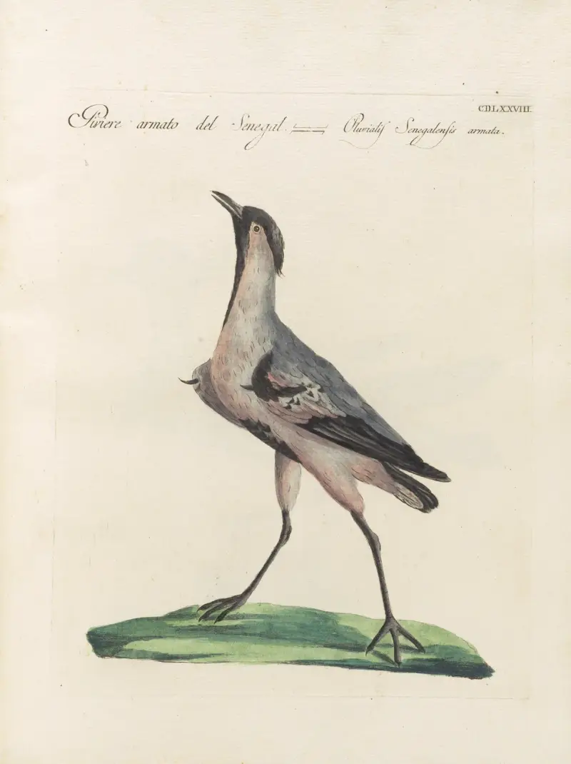 Ornithologia methodice digesta Pl.460 av Saverio Manetti