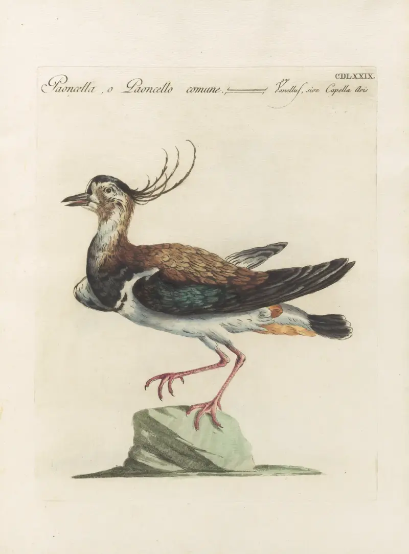 Ornithologia methodice digesta Pl.461, Saverio Manetti
