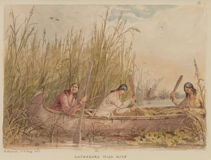 Gathering Wild Rice, 1849 av Seth Eastman