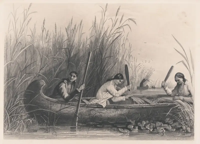 Wildreissammlung, 1850 von Seth Eastman