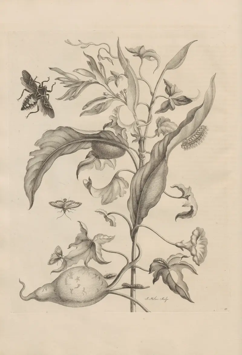 Abhandlung über die Fortpflanzung und Metamorphose der Insekten in Surinam, Tafel 41 von Maria Sibylla Merian