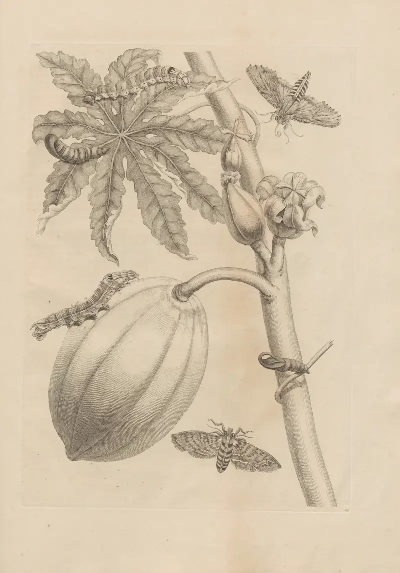 Dissertatio de generatione et metamorphosibus insectorum surinamensium, Taf. 64 von Maria Sibylla Merian