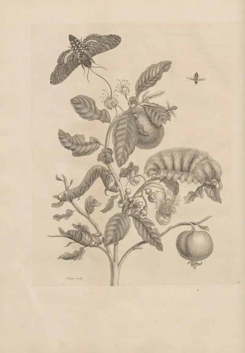 Avhandling om insekternas fortplantning och metamorfoser i Surinam, plansch 57 av Maria Sibylla Merian