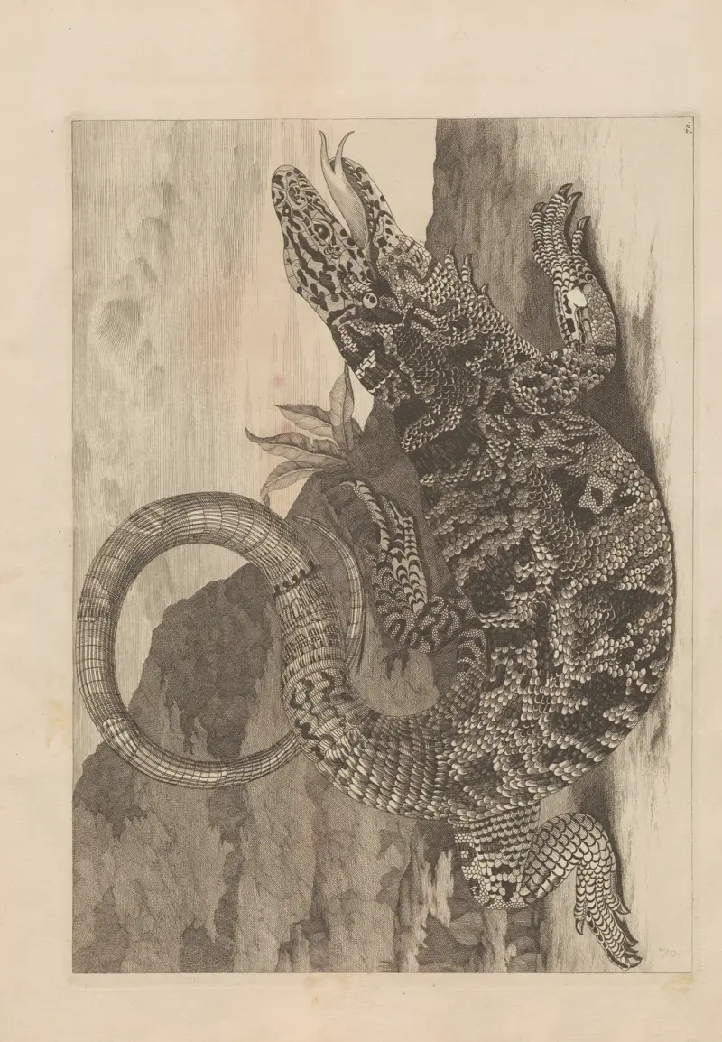 Dissertatio de generatione et metamorphosibus insectorum surinamensium, Taf. 70 von Maria Sibylla Merian