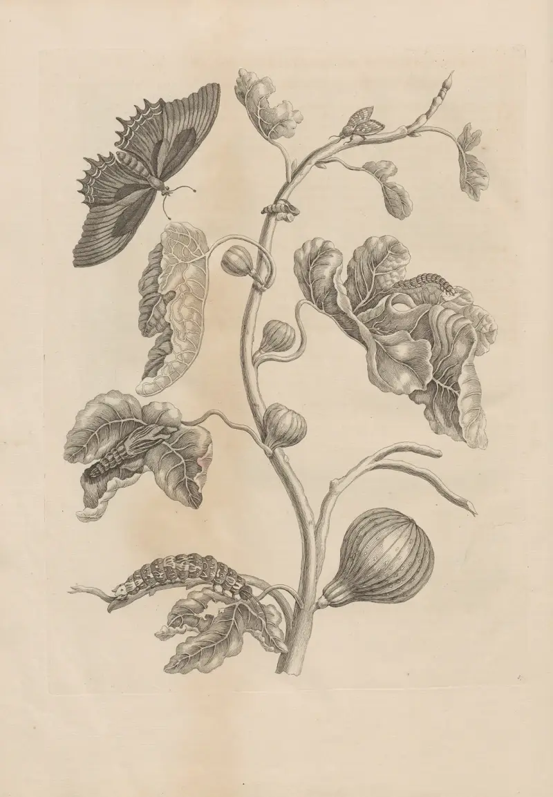 Avhandling om insekternas fortplantning och metamorfoser i Surinam, plansch 67 av Maria Sibylla Merian