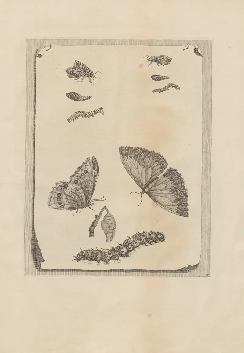 Avhandling om insekternas fortplantning och metamorfoser i Surinam, plansch 68 av Maria Sibylla Merian